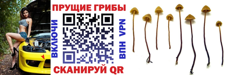 хочу   нарко площадка как зайти  Псилоцибиновые грибы Magic Shrooms  Волосово 